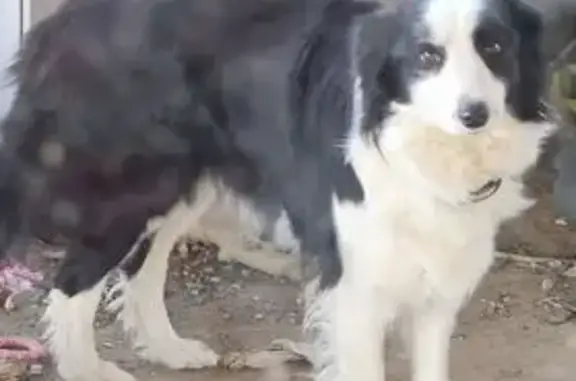 Lost Black & White Dog: Blanchetown Area