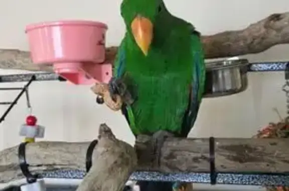 Lost Eclectus Parrot: Answers to 'Pickle'