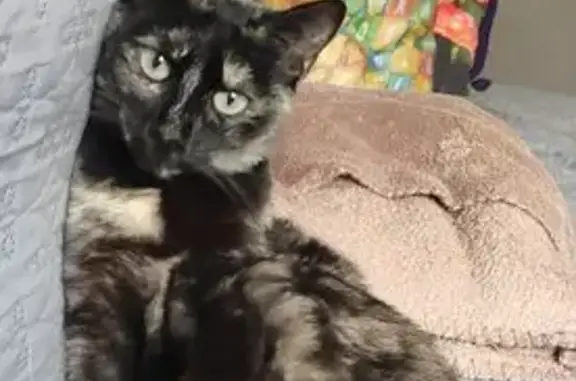 Gata Carey Perdida en Toledo,...