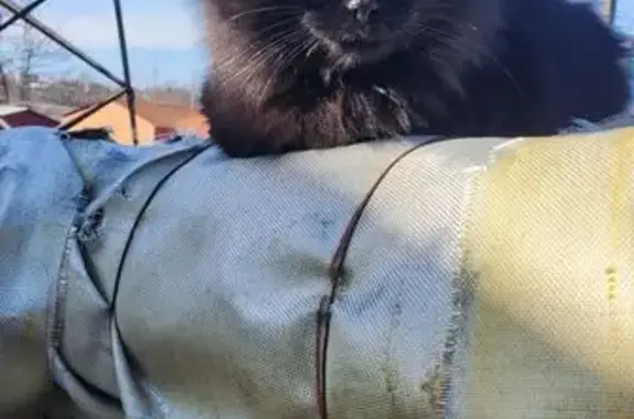 Зникла кішка: чорна, кульгає, Суми