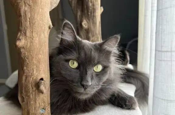 Chat européen gris disparu à Romagnat - photo