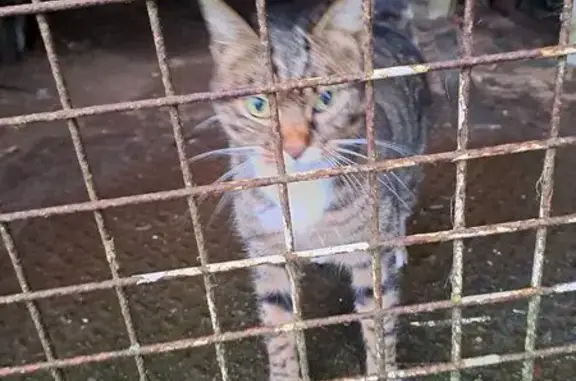 Animaux trouvés , photo: Chat européen trouvé à Missillac