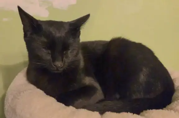 Chat perdu, Sarcelles, photo: Chat noir mâle 10 mois disparu à Sarcelles