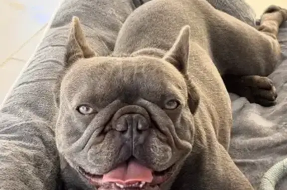 Lost and found pets Miami, photo: Lost Frenchie: Playful Blue in Miami