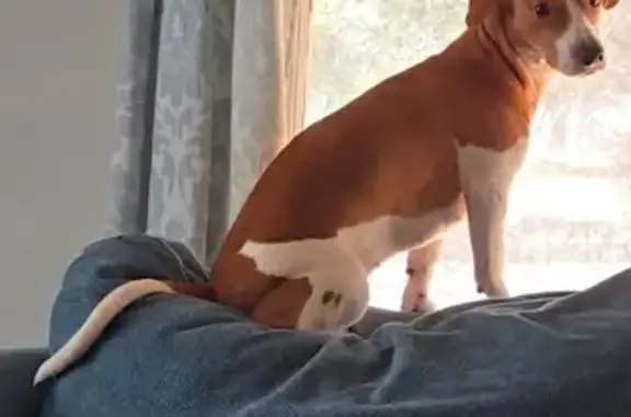 Lost Dog: Tan & White, 2 Freckles