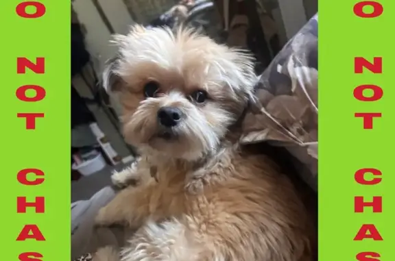 Lost Tan Maltese Mix - Arundel Way