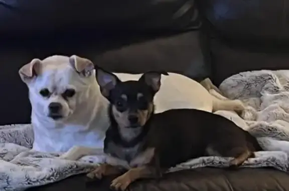 Lost and found pets Port Orange, photo: Lost Chihuahua: Black & Tan in Port Orange