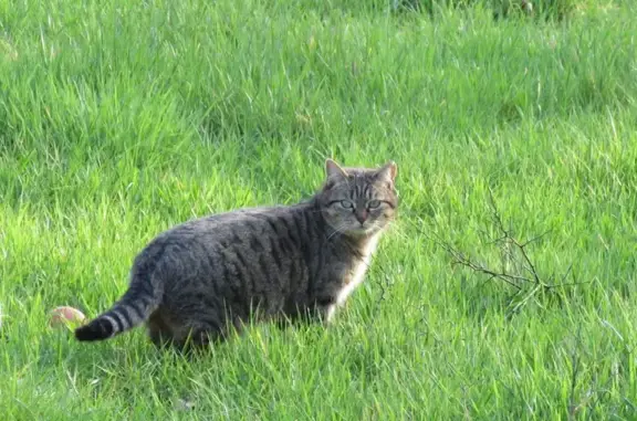 Chat disparu, craintif, Le Magny, 288, Fours - photo