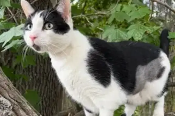 Lost Black & White Cat: Special Needs