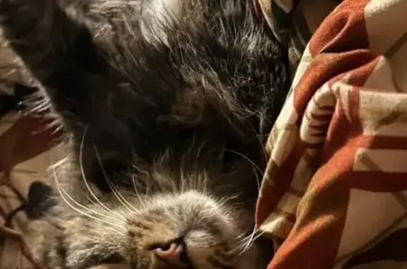 Vocal Tiger: Lost Maine Coon in Swanville