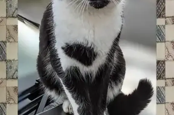 Animaux perdus , photo: Chat noir et blanc perdu à Lannion