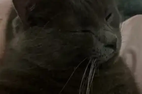 Animaux perdus Bar-le-Duc, photo: Chat gris foncé perdu à Bar-le-Duc