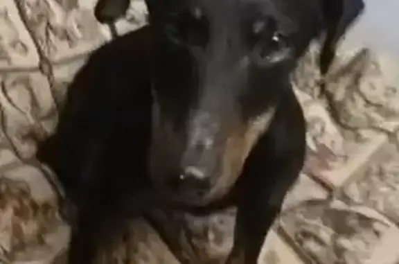 ягдтерьер , правая губа разодраная