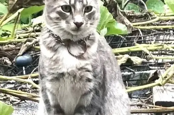Missing cat , photo: Help Find Aash: Missing Grey Tabby Cat