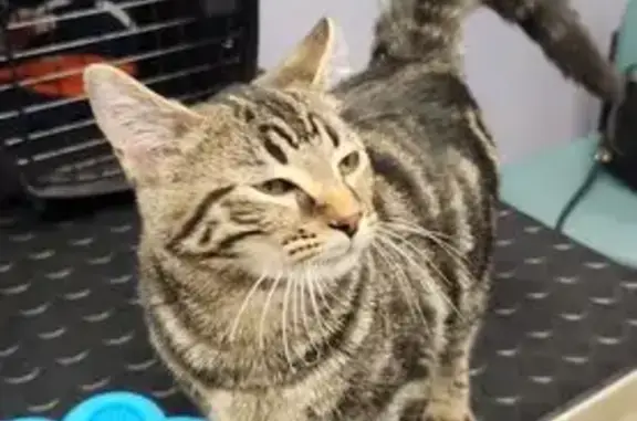 Lost and found pets Garden City, photo: Found: Vocal Cat with Unique Markings