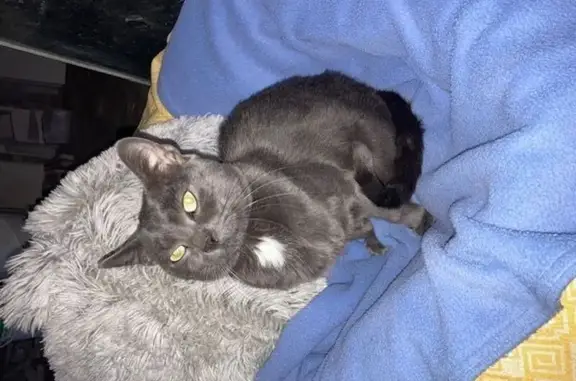 Animaux trouvés , photo: Chat gris foncé trouvé, non pucé, Cournon