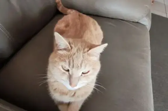 Cinnamon is a small ginger female, with green eyes. She is 2 years old and is very shy and skittish. She was last seen on Monday night at around 10pm.