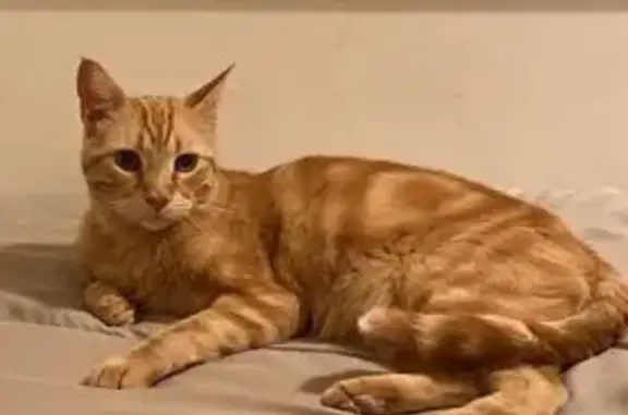 ¡Gato Naranja Perdido en Alaca...