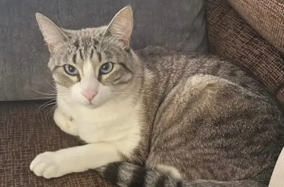 ¡Ayuda! Gato Walter perdido en...