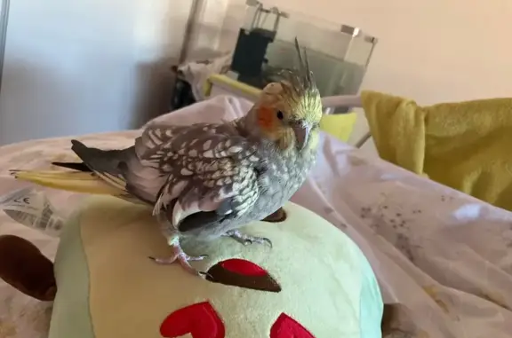 Ave Perdida en Sant Joan d'Ala...