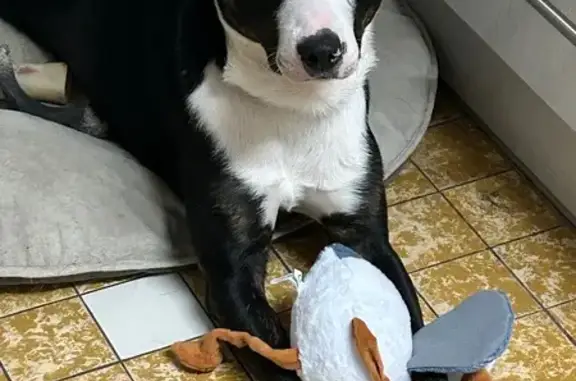 Chien Oreo noir et blanc perdu à Châteauroux - photo