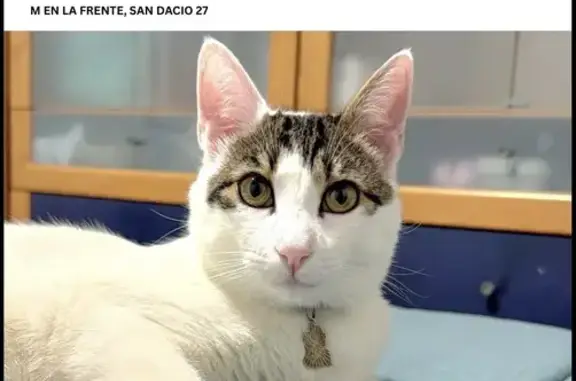 ¡Gato Perdido! Blanco con Manc...