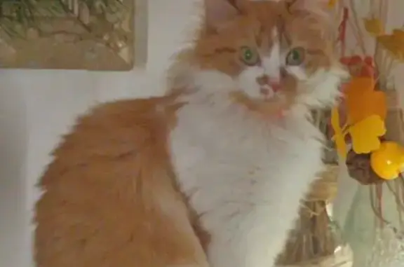 Animaux perdus Cébazat, photo: Chatte Rousse/Blanche Perdue Cébazat