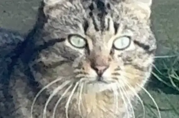 Animaux trouvés Locquirec, photo: Chat gris tigré trouvé à Locquirec