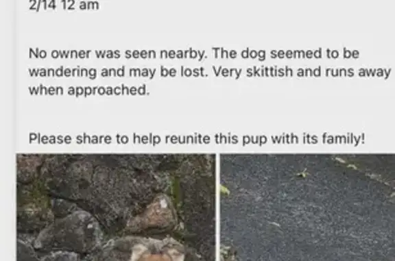 Missing: Tri-Color Dog Leah in Honolulu