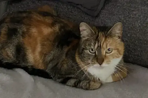 Chat tricolore perdu, Lanobre, 20 mois - photo