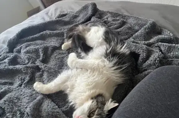 Lost and found pets South Africa, photo: Chipped Cat Found: Help Locate Owners