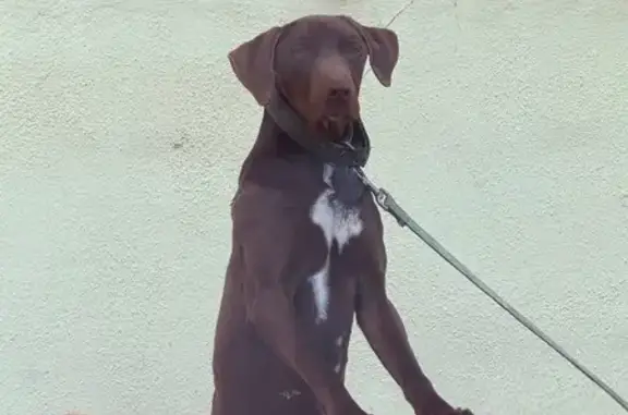 Perro perdido en Huércal-Overa...