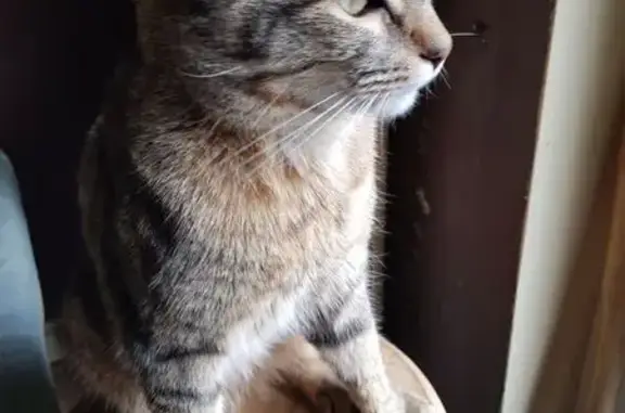 Chat tigré gris-brun perdu à Tomblaine - photo