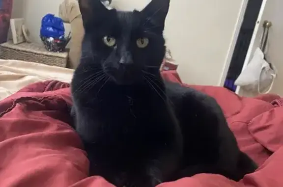 Lost Cat: Black & Gray, Green...