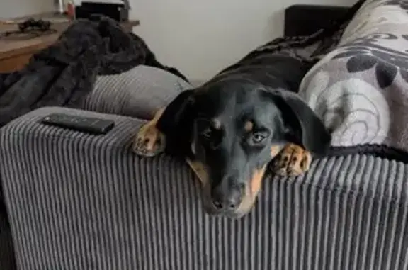 Animaux perdus Chailles, photo: Chienne perdue à Chailles : Yuna, 2 ans
