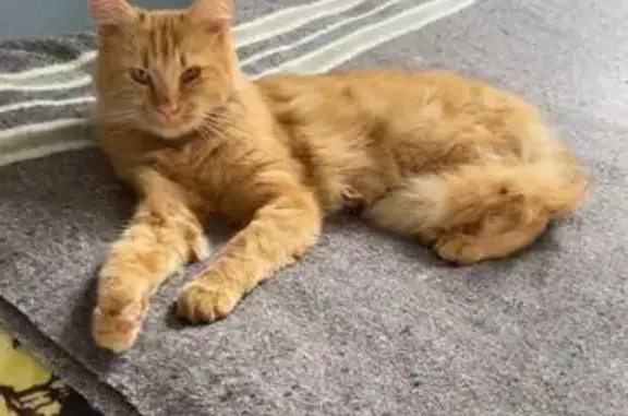 Chat roux norvégien perdu à Orsay - photo