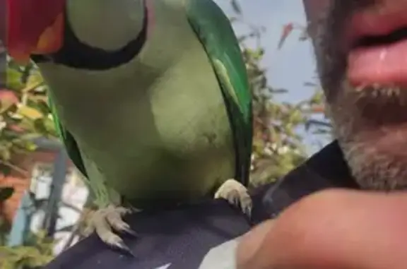 Found bird, Port Adelaide Enfi...