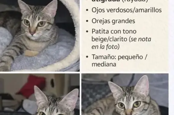 Se busca: Gata Eda, tímida y a...