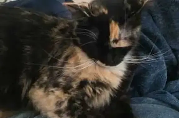 Gato Perdido en Huentitán: Patitas Únicas