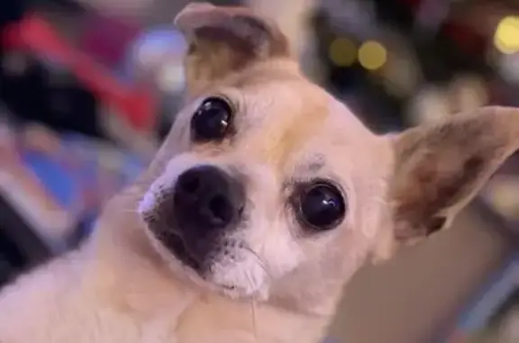 Chien âgé disparu à Aussillon - photo
