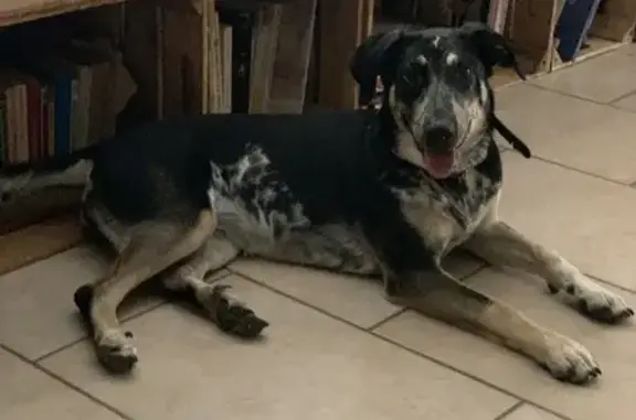 Chienne perdue à Chantemerle-les-Blés - photo