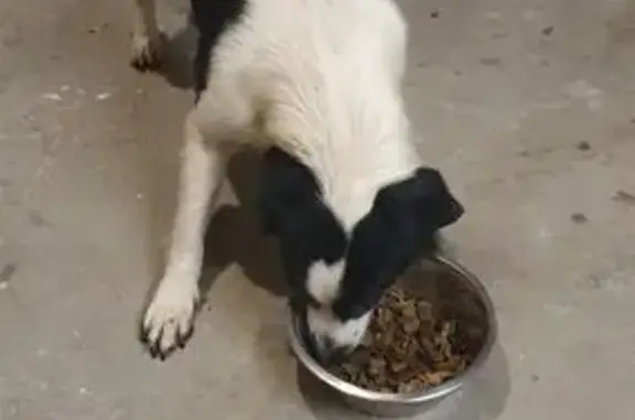Chien trouvé Nouvelle-Aquitaine, photo: Chien noir et blanc trouvé à Parthenay