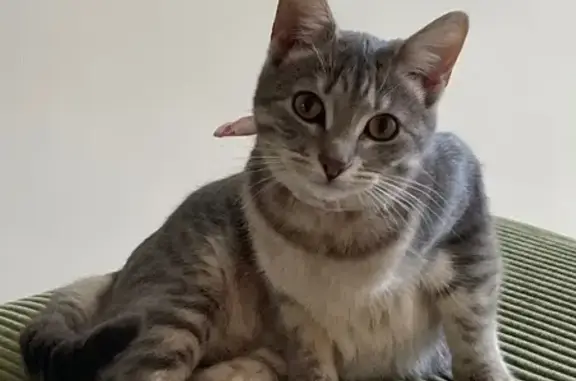 Lost pets Whitehorse, photo: Lost Grey Cat: Boisdale St, Whitehorse