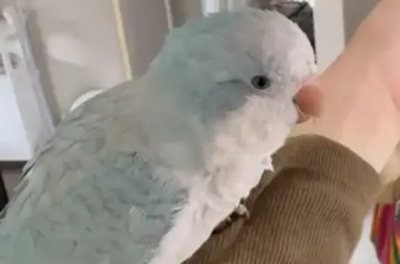 Lost pets Blacktown, photo: Lost Blue Bird: Gentle & Hand-Raised