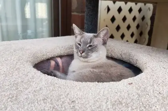 Lost pets Adelaide, photo: Lost Seal Point Cat: Boo in Mitcham