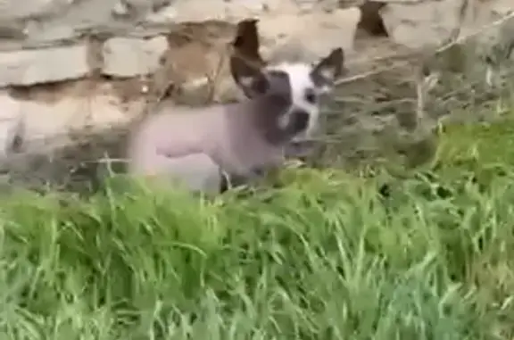 Animaux trouvés , photo: Chien sans poils trouvé à Bellevigne