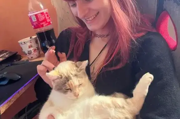 Chat perdu, , photo: Chat tricolore perdu, yeux bleus, inapprochable