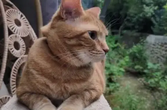 Chat perdu à Montpellier : Hermione cherchée - photo