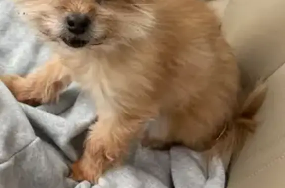 Lost Dog: Brown, 13, Needs Meds, Reward!