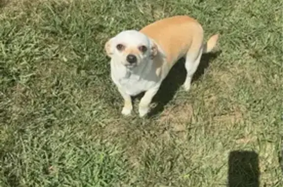 Lost Chunky Chihuahua: Help Find Her!